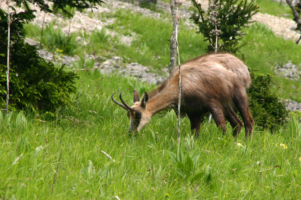 Chamois