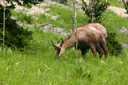 Chamois