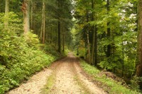 Chemin forestier de l'Envers 