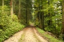 Chemin forestier de l'Envers 