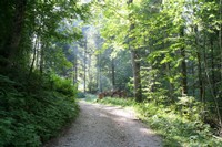 Sentier de la Forêt jardinée, l'Envers, Couvet