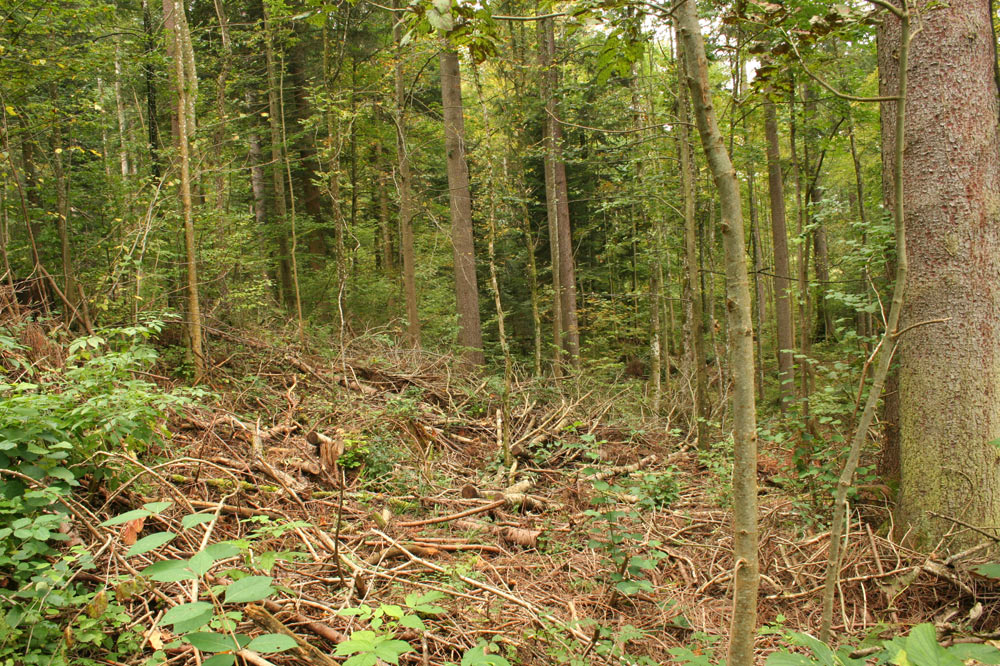 Coupe dans une forêt jardinée