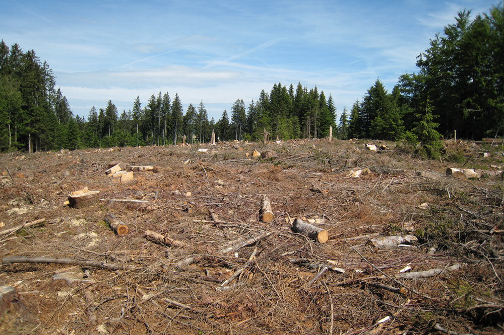 Coupe rase dans une forêt d'épicéa