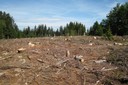 Coupe rase dans une forêt d'épicéa