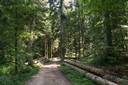 Même après une coupe, la forêt jardinée garde l'apparence d'une forêt intacte