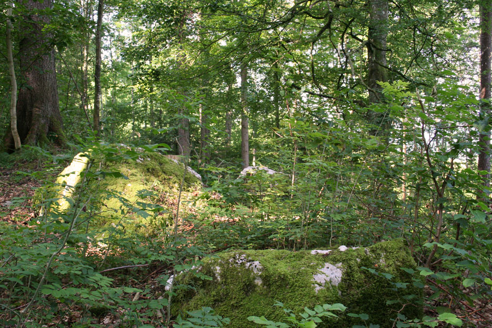 Eboulement dans la forêt de l'Envers