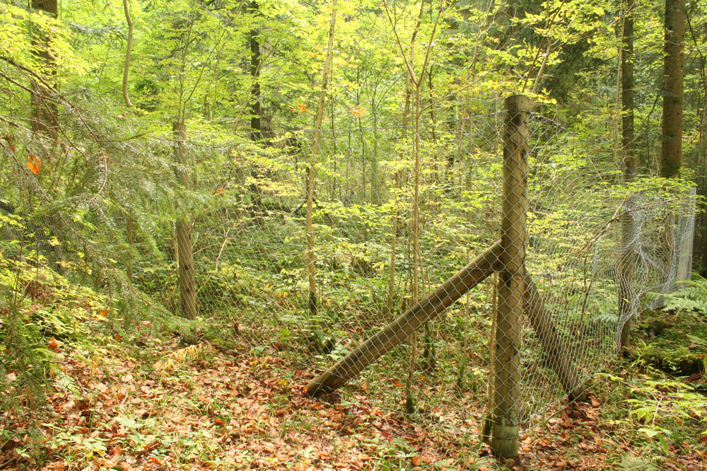 Enclos de protection contre le gibier