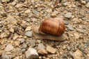 Escargot