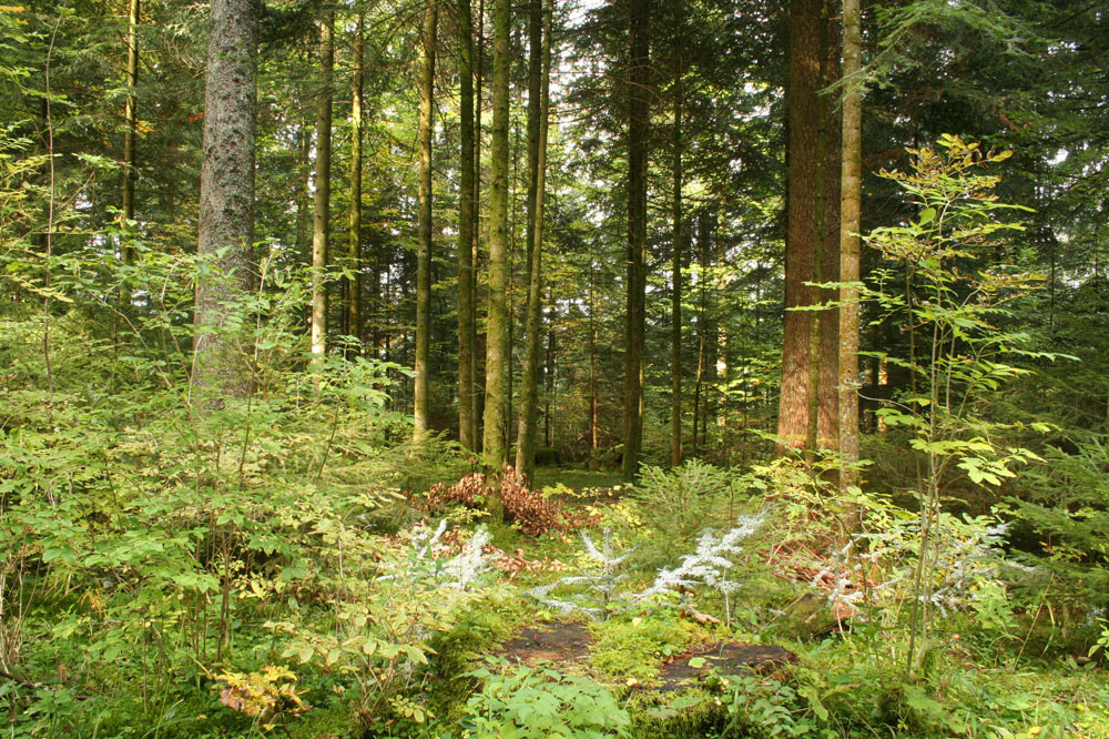 Forêt jardinée de longue date