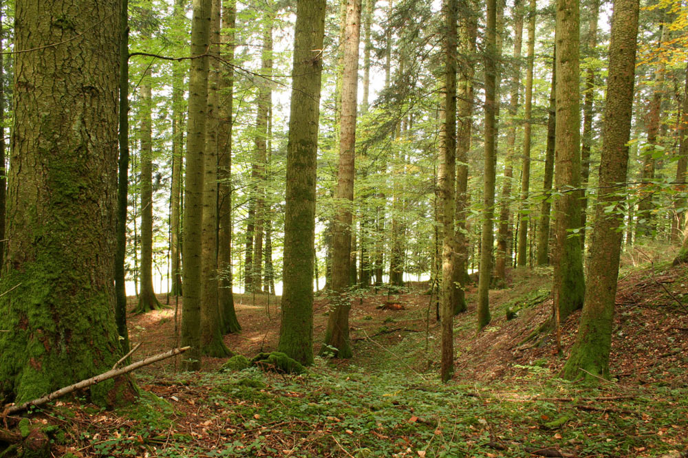 Forêt traditionnelle abandonnée