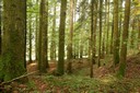 Forêt traditionnelle abandonnée