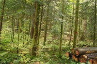 Conversion d'une forêt traditionnelle à une forêt jardinée