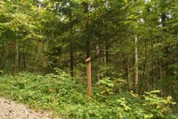 Poste: La forêt jardinée, une forêt famille