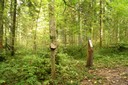 Poste: Le chevreuil, prédateur de la forêt jardinée
