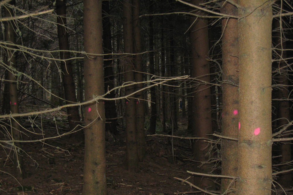 Martelage d'arbres devant être abattu