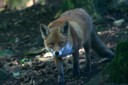 Renard