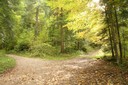 Réseau de chemins forestiers dans la forêt jardinée