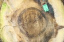 Tronc de forêt jardinée