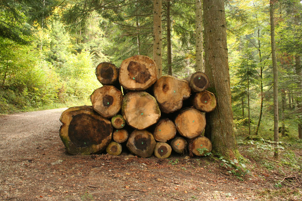 Les arbres prélevés dans une forêt jardinée, sont d'âges et de tailles différents