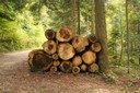 Les arbres prélevés dans une forêt jardinée, sont d'âges et de tailles différents