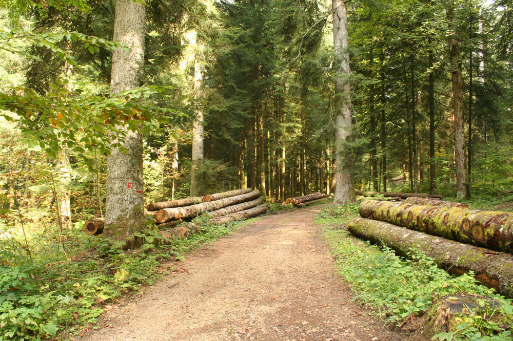 La forêt jardinée offre un rendement constant