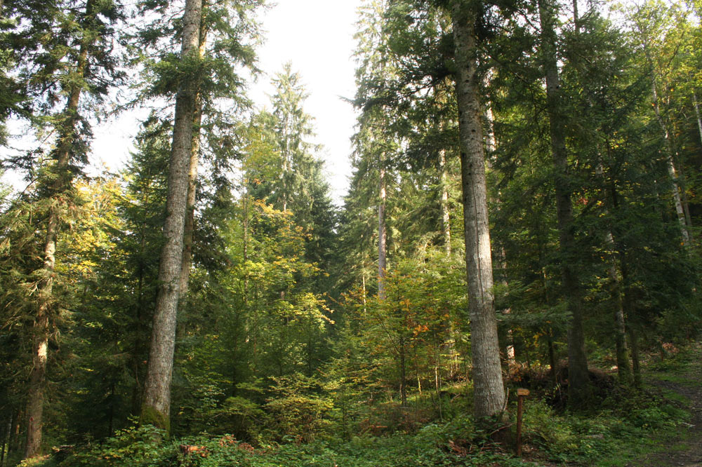 Trouée dans une forêt pour créer un cône de rajeunissement 