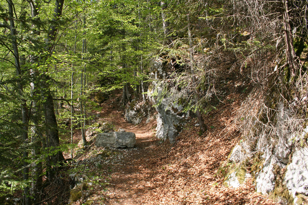 Sentier forestier aux Ponts-de-Martel