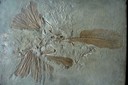 Fossile d’Archéoptéryx