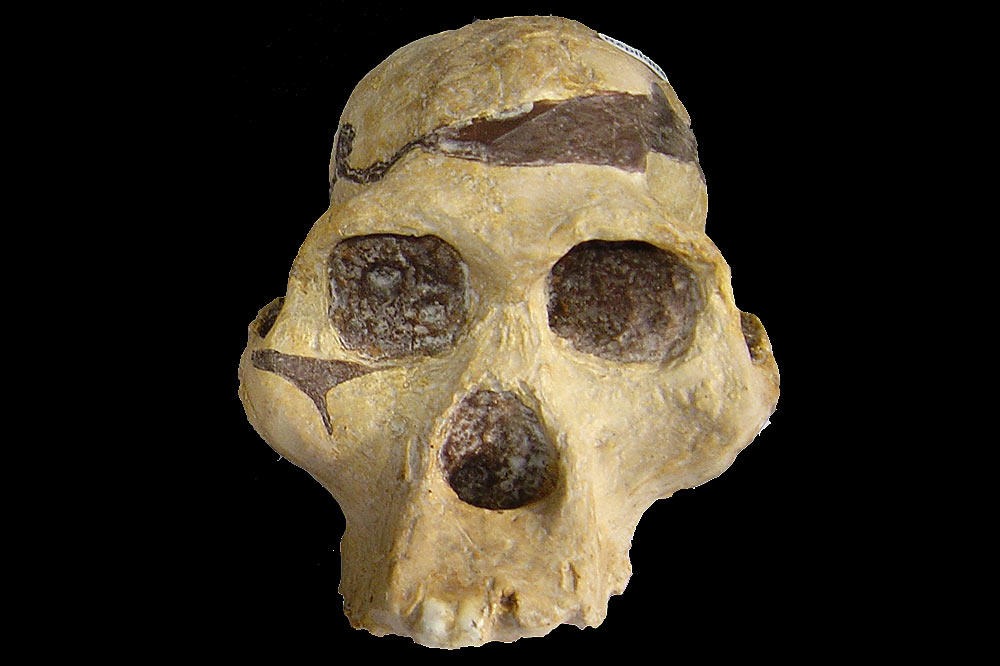 Crane d'australopithecus