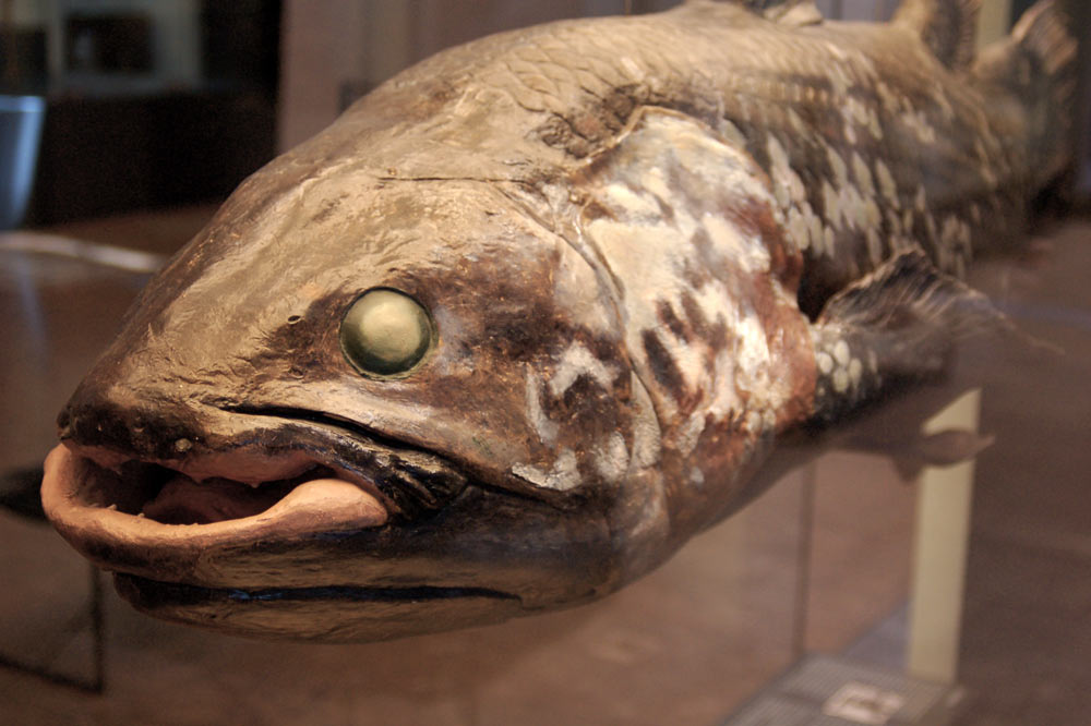 Coelacanthe