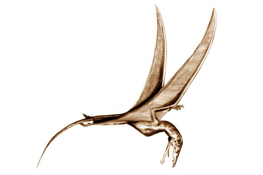 Eudimorphodon