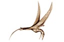 Eudimorphodon