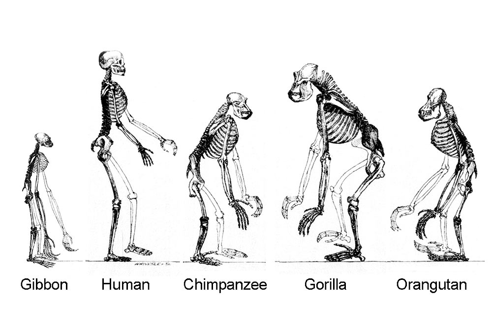 Evolution de l'Homme
