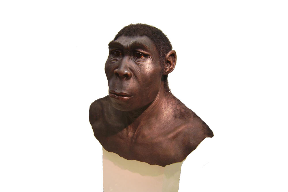 Homo erectus