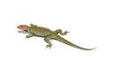 Hylonomus