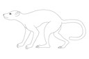 Plesiadapis