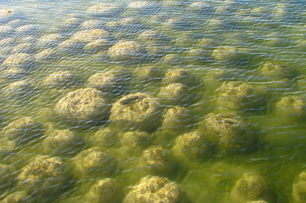 Stromatolithes actifs