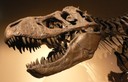 Crâne de tyrannosaure