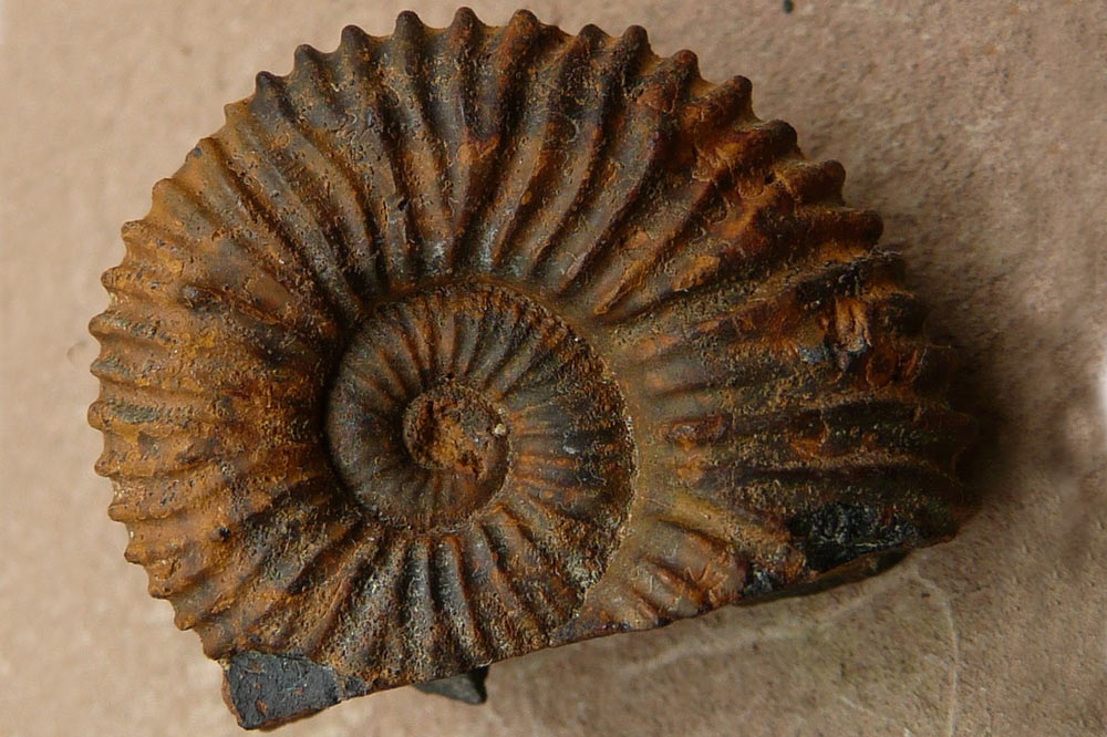 Ammonite Sphenodiscus