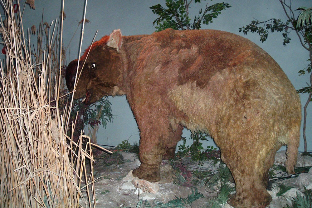 Représentation de diprotodon