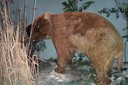 Représentation de diprotodon