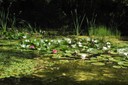 Nénuphars