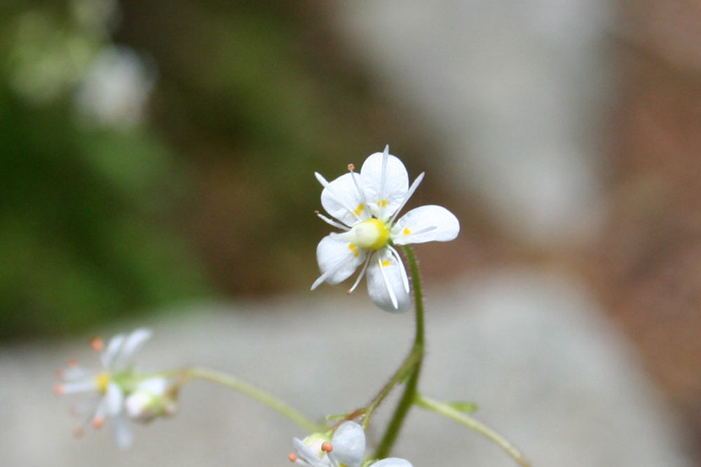 Saxifrage