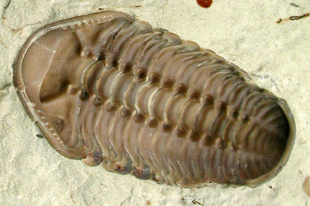 Fossile de Trilobite