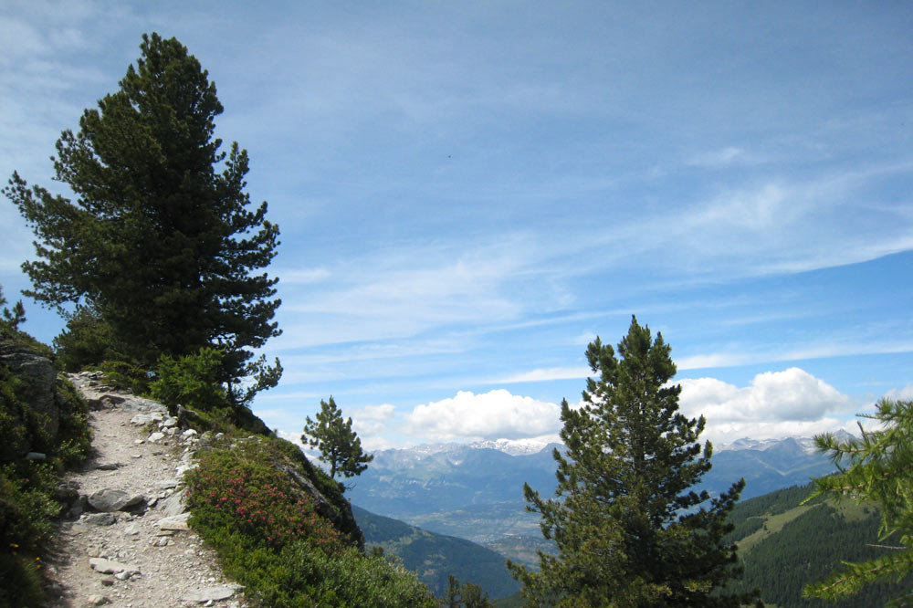 Arolle bordant le sentier