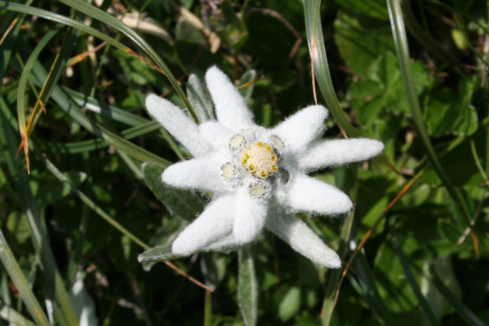 Edelweiss