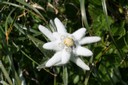Edelweiss