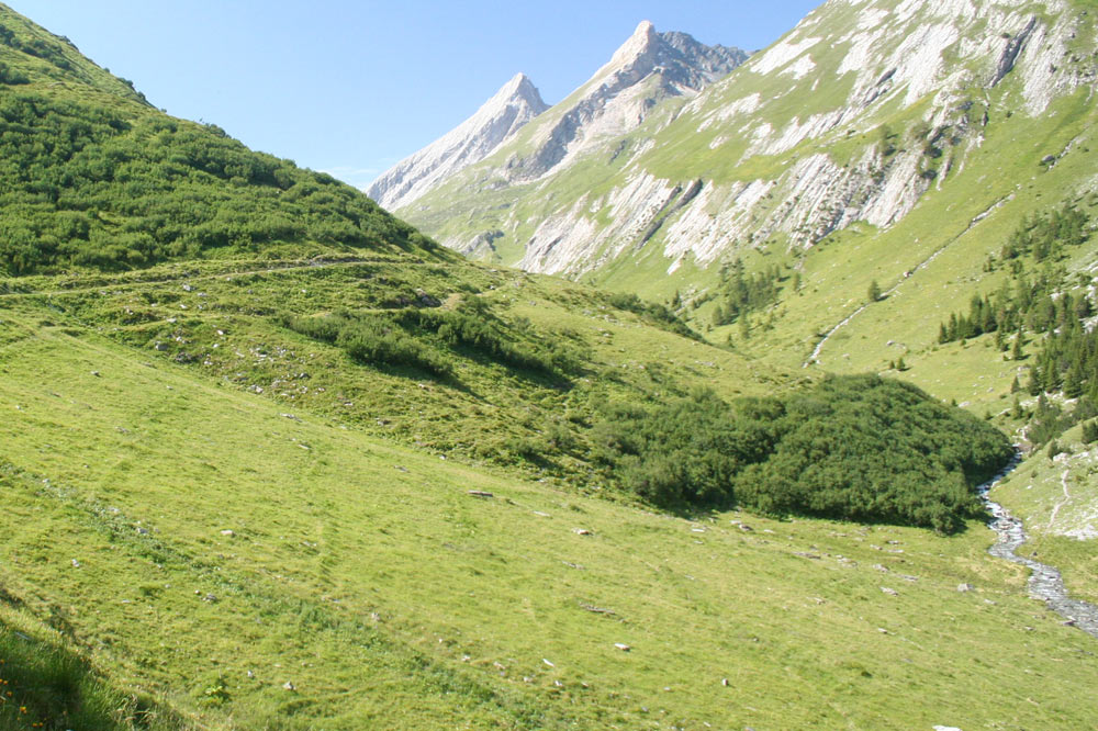 Langue terminale d'un glissement de terrain, soulignée par la végétation