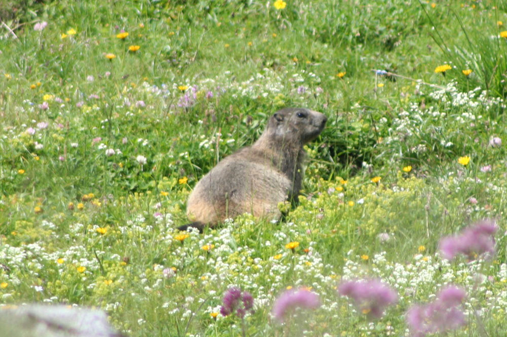 Marmotte