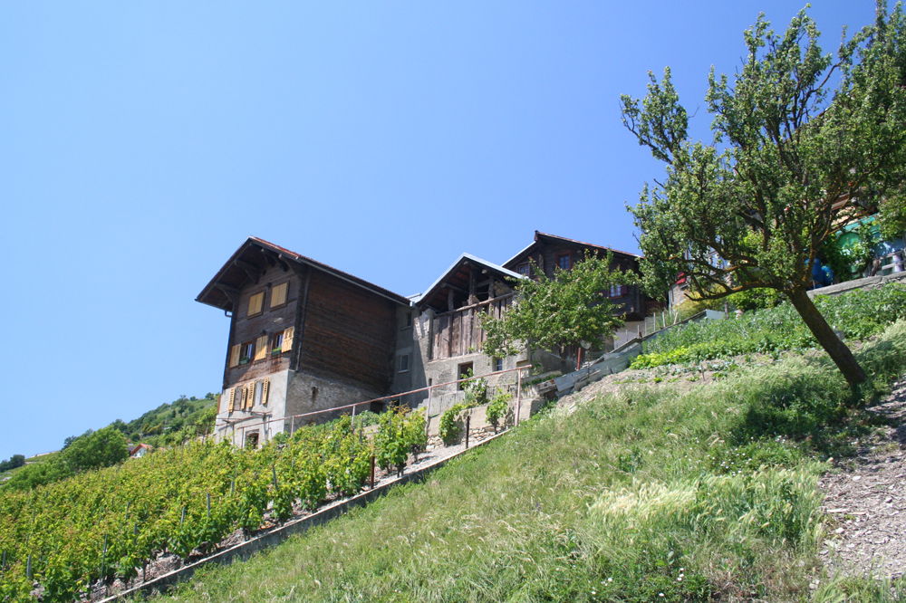 Les coteaux de Crans-Montana